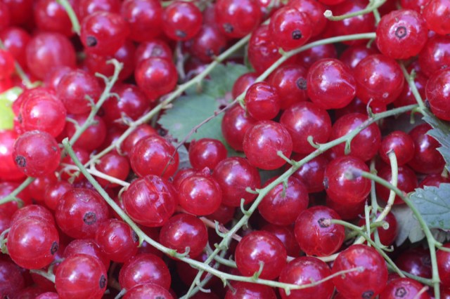 Red Ribes Currants